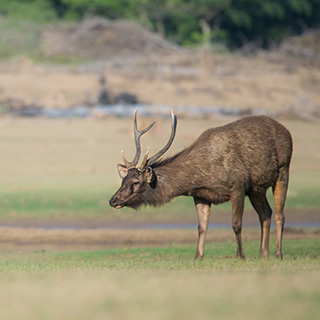 Kabini - Sambar